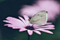 Butterfly on leaf photo by Annie Spratt (@anniespratt) on Unsplash : Download this photo in Wisley, United Kingdom by Annie Spratt (@anniespratt)