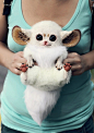 Inari Foxes | Cutest Paw
这真的是现实中的动物吗！
