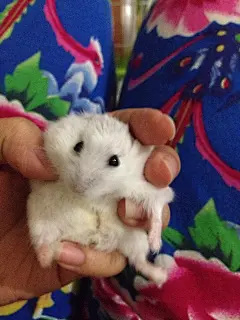 仓鼠日记~
