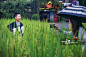 一个中国男孩在稻田里拍照图片素材
