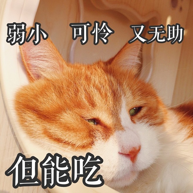 #著名网黄猫日# @著名网黄猫日 
重回...