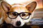 Hipster Corgi