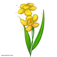 卡通手绘黄色水仙花插画图片png免抠元素卡通手绘背景装饰免扣图片