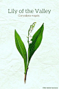 植物绘画系列图集丨彩铅水彩花卉叶子手绘本案例