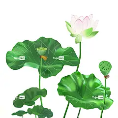 荷叶荷花插画手绘唯美元素