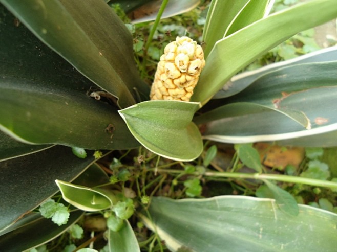 roottan通过书签栏工具采集于2016-04-21 10:59:21万年青中草药root