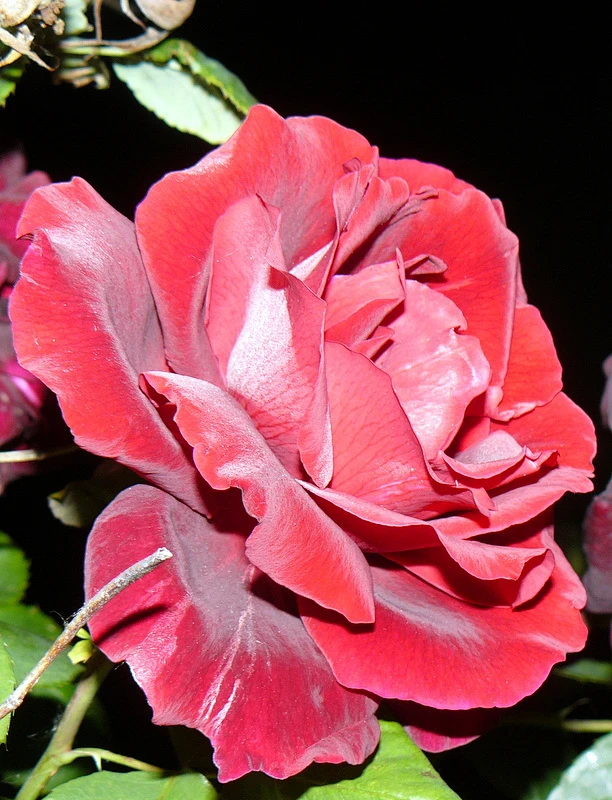 #微距# #鲜花# #玫瑰#