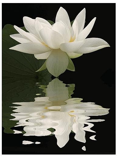 水中花镜中月