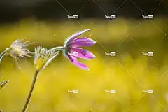 海葵 花卉背景 粉红色的花 花 草地 盛开 花壁纸 春天 花园