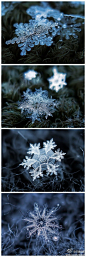 #美图分享#本期推荐主题：雪花。雪的美，无外乎白雪皑皑，满树银花，还有堆雪人打雪仗的乐趣等等这些宏观视角的体验。但在微距镜头下的雪花照片，会看到细微的一片片雪花，设计出这般复杂多变的摸样。