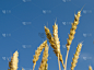 熟的,小麦,特写,自然,天空,水平画幅,蓝色,玉米,面包,收获