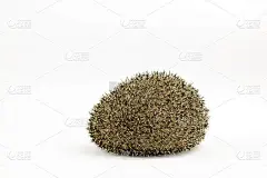 在白色的背景上计数的刺猬