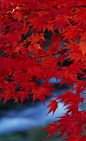 又是一年枫叶季，短暂绯红，炫目红尘，惋惜间步入飘零。