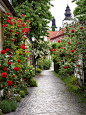 小巷两旁的玫瑰花高清摄影图片
