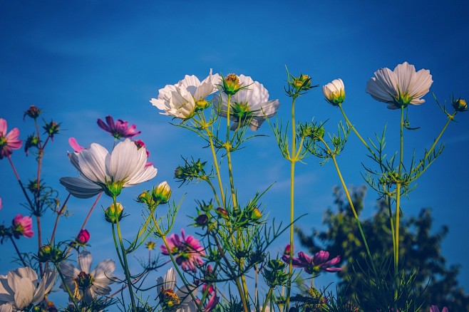 Cosmea, 花, 盛开, 花草甸, ...