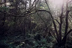 森林高清摄影素材