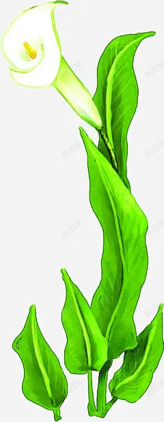 手绘白色马蹄莲植物高清素材 植物 白色 马蹄莲 免抠png 设计图片 免费下载