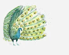 水彩孔雀免抠素材_新图网 https://ixintu.com 动物 卡通 孔雀 开屏 手绘 插画