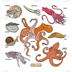 章鱼,软体动物,甲壳动物,海洋生命,大鹞鱼,触须,清新,野生动物,食品,动物