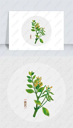 原创中药中草药黄芪手绘草药
