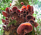 'Magical Mushrooms' - Wild Tree Fungus