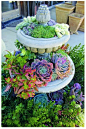 beautiful succulents and I have a bird bath like this!