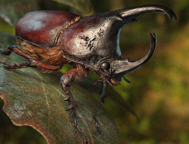 rhinoceros beetle, K...