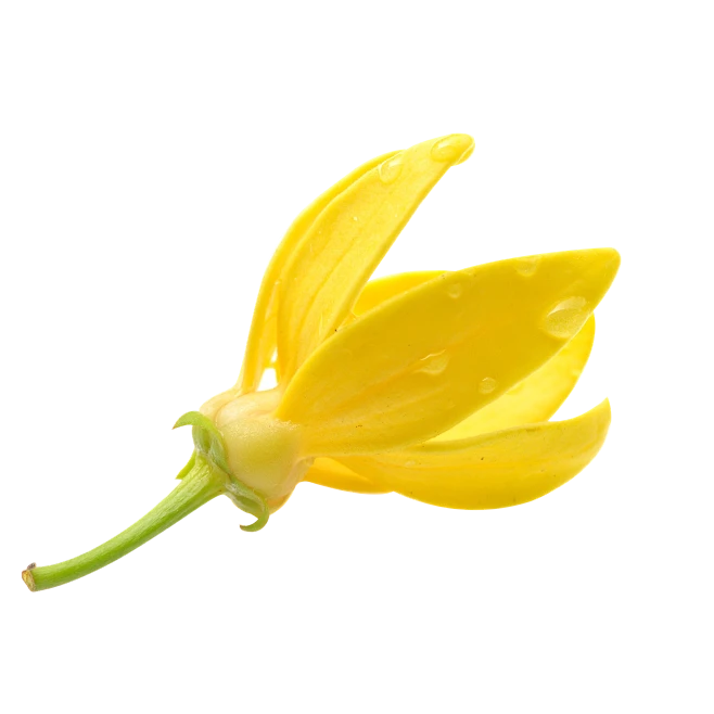 依兰-花瓣网