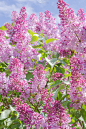 春天,丁香花,自然美,自然,粉色,紫色,垂直画幅,环境,图像