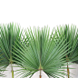 Palm fronds