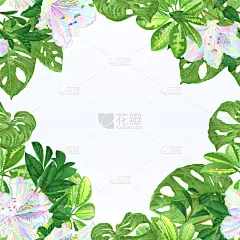 热带的花,边框,过敏反应,干酪藤,壁纸,蓝莓,植物群,自然美,花,排列