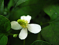 鱼腥草 
拉丁名：Houttuynia cordata Thunb.
科属：三白草科蕺菜属
形态特征： 
根、茎、叶有鱼腥味，故名鱼腥草。自然状态下高约30厘米，人工栽培可达60～80厘米。地下茎节上生根，叶互生卵形，基出五脉，叶柄基部鞘状抱茎。花小，淡黄或白色，穗状花序顶生，果近球形。原系野生，全草均可入药。