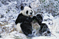 大熊猫(ailuropoda melanoleuca)，成年在雪，卧龙保护区在中国图片下载
