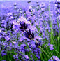 lavender in China_