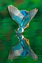 【精彩瞬间：翠鸟在行动】An adult male Common Kingfisher is reflected in the water as it dives in to catch fish一只成年雄性普通翠鸟潜水捉鱼时形成水面倒影。
国家地理摄影师乔·彼得斯堡拍摄了一系列翠鸟的精彩照片，展现了美丽翠鸟的风采。在此，我们可以看到许多不可思议的翠鸟快照。