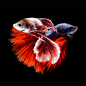 visarute angkatavanich在 500px 上的照片SIAMESE FIGHTING FISH