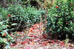 Rangerlin采集到【塔川】静美之秋---走