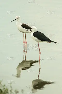 黑翅长脚鹬,垂直画幅,热带鸟,水,美,形状,鸟类,动物身体部位,夏天,阴影