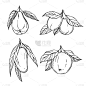 水果,绘画插图,矢量,草图,动物手,清新,自然界的状态,食品,熟的,甜点心