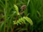 小地榆 Sanguisorba minor ：
小地榆是整个欧洲最多见的地榆属植物， 叶有坚果味及小黄瓜香味，鲜叶可用来拌沙拉碎叶可洒在三明治、马铃薯、鱼、蛋的料理