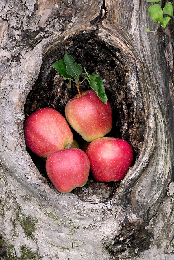 apples: 图片_食滋味图片素材-花瓣网