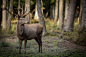 Deer, SCH I by FGW