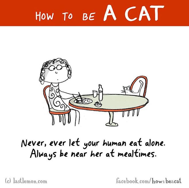 最快的方式学会猫的作为
How To B...