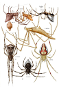昆虫图鉴●北美蜘蛛