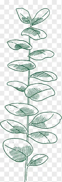 唯美森系绿色植物手绘png漂浮素材➤来自 PNG搜索网 pngss.com 免费免扣png素材下载！手绘#绿植#ins风#文艺#唯美#