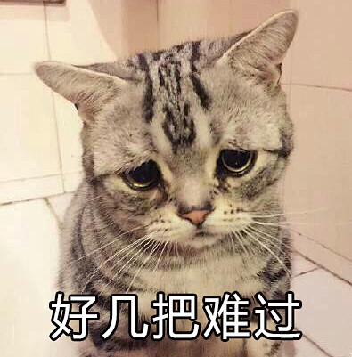 猫咪悲伤表情包图片