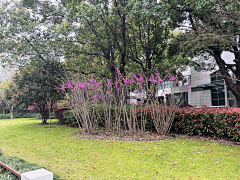 拉普兰德妮采集到花境(春季)