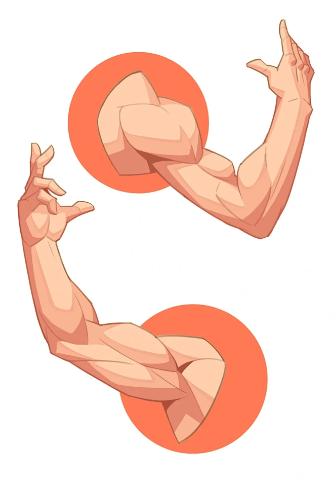 手臂肌肉结构概括图