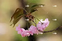 樱花 花朵 春天 粉红色的花朵 花壁纸 美丽的花朵 盛开 开花