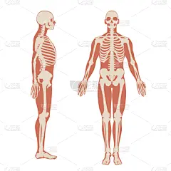 男人,侧面视角,人类骨架,正面视角,肿胀的,健康保健,与众不同,剪影